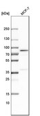 Anti-SLC27A4 antibody produced in rabbit Prestige Antibodies&#174; Powered by Atlas Antibodies, affinity isolated antibody, buffered aqueous glycerol solution