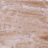 Anti-PRRC2A antibody produced in rabbit Prestige Antibodies&#174; Powered by Atlas Antibodies, affinity isolated antibody, buffered aqueous glycerol solution