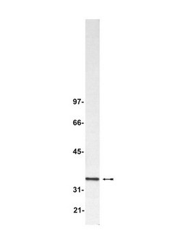 Anti-Blys/TALL-1/BAFF/THANK Antibody Upstate&#174;, from rabbit