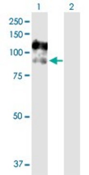 Anti-CSF3R antibody produced in rabbit purified immunoglobulin, buffered aqueous solution