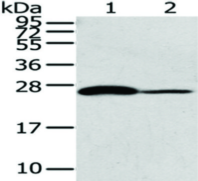 Anti-CD79A affinity isolated antibody