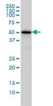 Monoclonal Anti-CAMKK1 antibody produced in mouse clone 1F6, ascites fluid