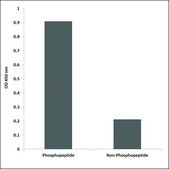 Anti-phospho-SOX-9 (pSer181) antibody produced in rabbit affinity isolated antibody