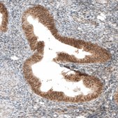 Anti-VGLL4 antibody produced in rabbit Prestige Antibodies&#174; Powered by Atlas Antibodies, affinity isolated antibody, buffered aqueous glycerol solution
