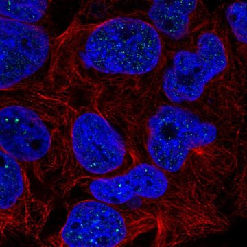 Anti-RTEL1 antibody produced in rabbit Prestige Antibodies&#174; Powered by Atlas Antibodies, affinity isolated antibody