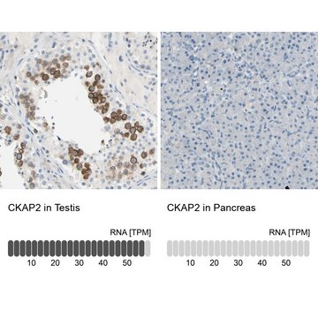 Anti-CKAP2 antibody produced in rabbit Prestige Antibodies&#174; Powered by Atlas Antibodies, affinity isolated antibody, buffered aqueous glycerol solution