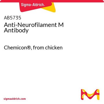 Anti-Neurofilament M Antibody Chemicon&#174;, from chicken