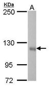 Monoclonal Anti-GEF-H1 antibody produced in mouse clone GT336, affinity isolated antibody