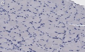 Anti-LEAP2 Antibody, clone 1D17 ZooMAb&#174; Rabbit Monoclonal recombinant, expressed in HEK 293 cells