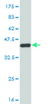 Monoclonal Anti-MSR1 antibody produced in mouse clone 2G8, purified immunoglobulin, buffered aqueous solution