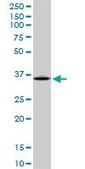 Anti-ARG1 antibody produced in mouse purified immunoglobulin, buffered aqueous solution