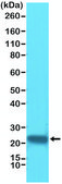 Anti-GST3/GST pi antibody, Rabbit monoclonal recombinant, expressed in HEK 293 cells, clone RM347, purified immunoglobulin