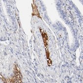 Anti-PLAT antibody produced in rabbit Prestige Antibodies&#174; Powered by Atlas Antibodies, affinity isolated antibody, buffered aqueous glycerol solution
