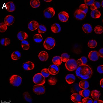 Anti-Influenza A Nucleoprotein Antibody, clone A1 ZooMAb&#174; Mouse Monoclonal recombinant, expressed in HEK 293 cells