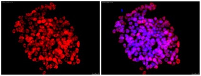 Anti-DPPA-2 Antibody, clone 6C1.2, Cy3 conjugate clone 6C1.2, from mouse, CY3 conjugate