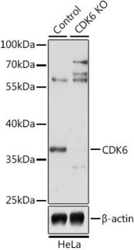 Anti-CDK6 antibody produced in rabbit