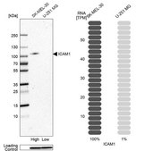 Anti-ICAM1 antibody produced in rabbit Prestige Antibodies&#174; Powered by Atlas Antibodies, affinity isolated antibody, buffered aqueous glycerol solution