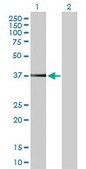 Anti-PEX19 antibody produced in mouse purified immunoglobulin, buffered aqueous solution