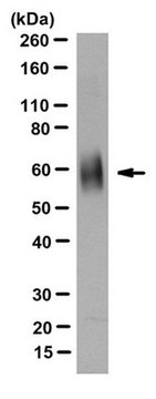 Anti-LTP/CETP Antibody, clone 14&#8211;8F clone 14-8F, from mouse