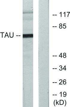 Anti-TAU antibody produced in rabbit affinity isolated antibody