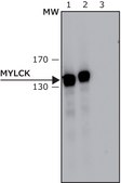 Anti-Myosin Light Chain Kinase antibody, Mouse monoclonal clone K36, purified from hybridoma cell culture