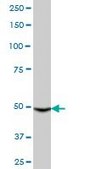 Anti-CYP3A4 antibody produced in mouse IgG fraction of antiserum, buffered aqueous solution