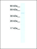Anti-EGR1 antibody produced in rabbit IgG fraction of antiserum