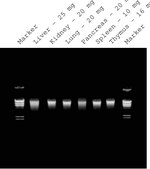 GenElute&#8482; Mammalian Genomic DNA Miniprep Kits sufficient for 350&#160;purifications