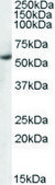 Anti-PTBP1/PTB antibody produced in goat affinity isolated antibody, buffered aqueous solution