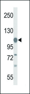 ANTI-GLDC (N-TERM) antibody produced in rabbit IgG fraction of antiserum, buffered aqueous solution