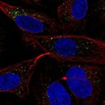 Anti-MGRN1 antibody produced in rabbit Prestige Antibodies&#174; Powered by Atlas Antibodies, affinity isolated antibody, buffered aqueous glycerol solution