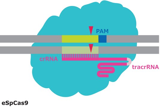 eSpCas9 Protein from&nbsp;Streptococcus pyogenes with mutations conferring enhanced specificity, recombinant, expressed in&nbsp;E. coli, 1X NLS