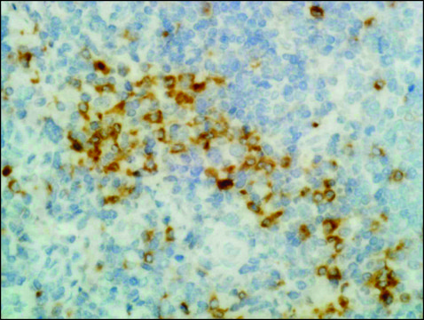 Anti-Human Gamma Heavy Chain antibody, Rabbit monoclonal recombinant, expressed in HEK 293 cells, clone RM116, purified immunoglobulin