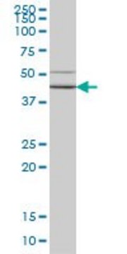 Monoclonal Anti-HORMAD1 antibody produced in mouse clone 2E5, purified immunoglobulin, buffered aqueous solution