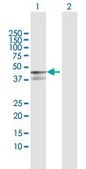 Anti-PPP1R12B antibody produced in rabbit purified immunoglobulin, buffered aqueous solution