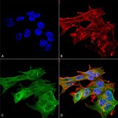 Monoclonal Anti-Gfap - Atto 390 antibody produced in mouse clone S206A-8, purified immunoglobulin