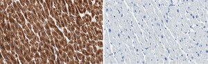 Anti-Cytochrome c Antibody, clone 1M14 ZooMAb&#174; Rabbit Monoclonal recombinant, expressed in HEK 293 cells