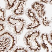 Anti-FAM50A antibody produced in rabbit affinity isolated antibody, buffered aqueous glycerol solution