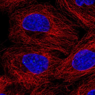 Anti-FBXL3 antibody produced in rabbit Prestige Antibodies&#174; Powered by Atlas Antibodies, affinity isolated antibody