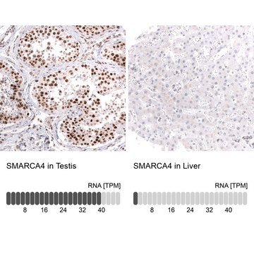 Monoclonal Anti-Smarca4 Antibody Produced In Mouse Prestige Antibodies&#174; Powered by Atlas Antibodies, clone CL13783, affinity isolated antibody, buffered aqueous glycerol solution