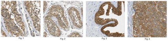 Anti-Mastl Antibody, clone 4F9 clone 4F9, from mouse