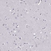 Anti-CCL19 antibody produced in rabbit Prestige Antibodies&#174; Powered by Atlas Antibodies, affinity isolated antibody