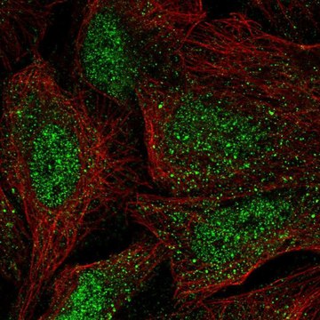Anti-WBP4 antibody produced in rabbit Prestige Antibodies&#174; Powered by Atlas Antibodies, affinity isolated antibody
