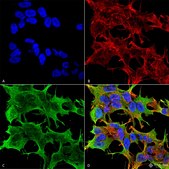 Monoclonal Anti-Gfap - Fitc antibody produced in mouse clone S206B-9, purified immunoglobulin