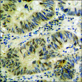 Anti-phospho-p47 phox (pSer345) antibody produced in rabbit affinity isolated antibody