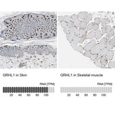 Anti-GRHL1 antibody produced in rabbit Ab1, Prestige Antibodies&#174; Powered by Atlas Antibodies, affinity isolated antibody, buffered aqueous glycerol solution