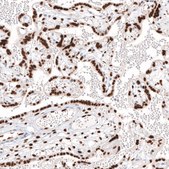 Monoclonal Anti-KLF4 antibody produced in mouse Prestige Antibodies&#174; Powered by Atlas Antibodies, clone CL5782, purified immunoglobulin, buffered aqueous glycerol solution