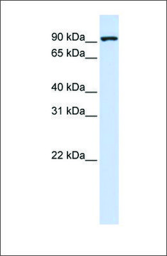 Anti-CTAGE5 (ab1) antibody produced in rabbit affinity isolated antibody