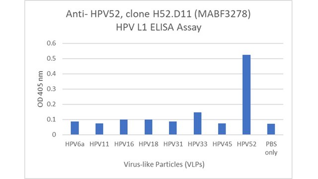 Anti-HPV52 Antibody, clone H52.D11