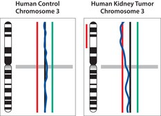 GenomePlex&#174; Single Cell Whole Genome Amplification Kit Amplify genome of a single cell